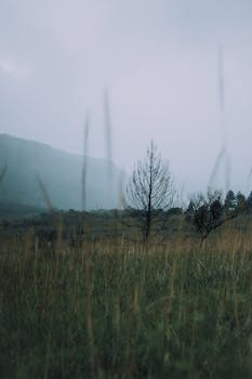 A serene misty landscape with a lone bare tree in a green field.