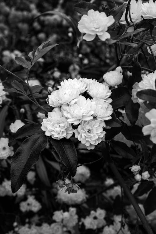 Fotobanka s bezplatnými fotkami na tému čerstvý, čierny a biely, kvety