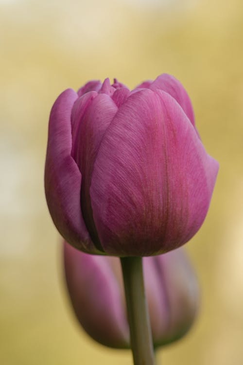 Blooming Pink Tulip