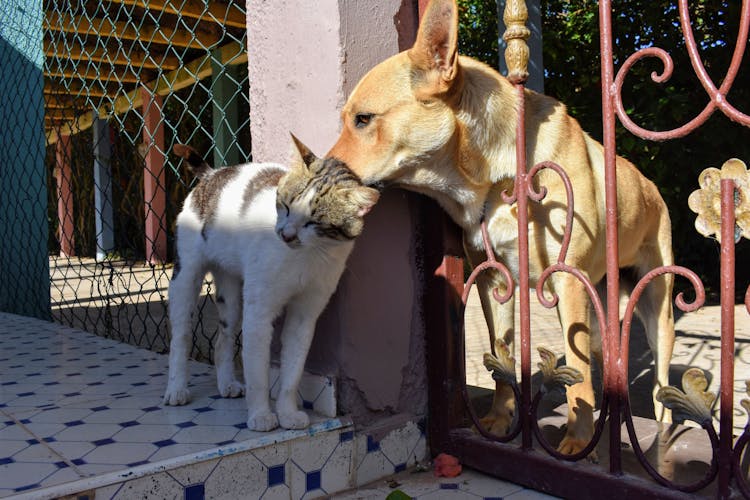 Cat And Dog Together