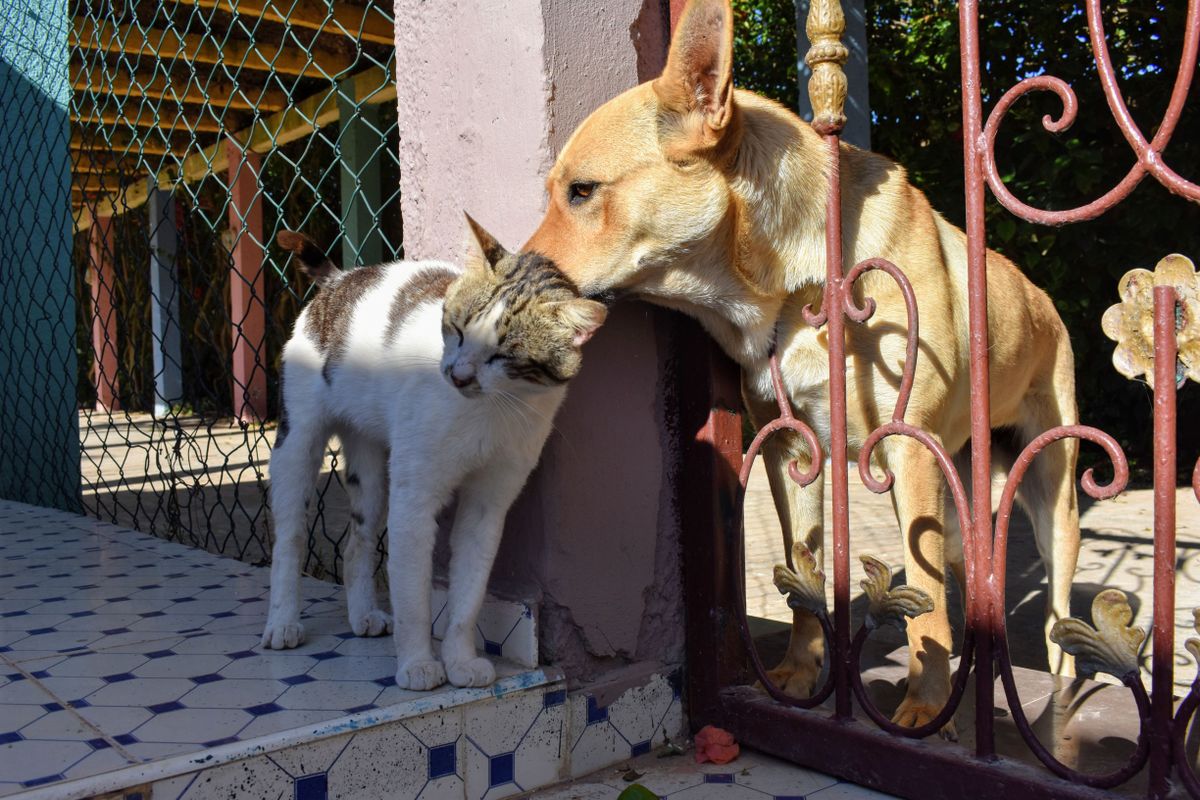 Friendly cat and dog together