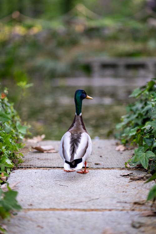 Kostnadsfri bild av anka, bokeh, fågel