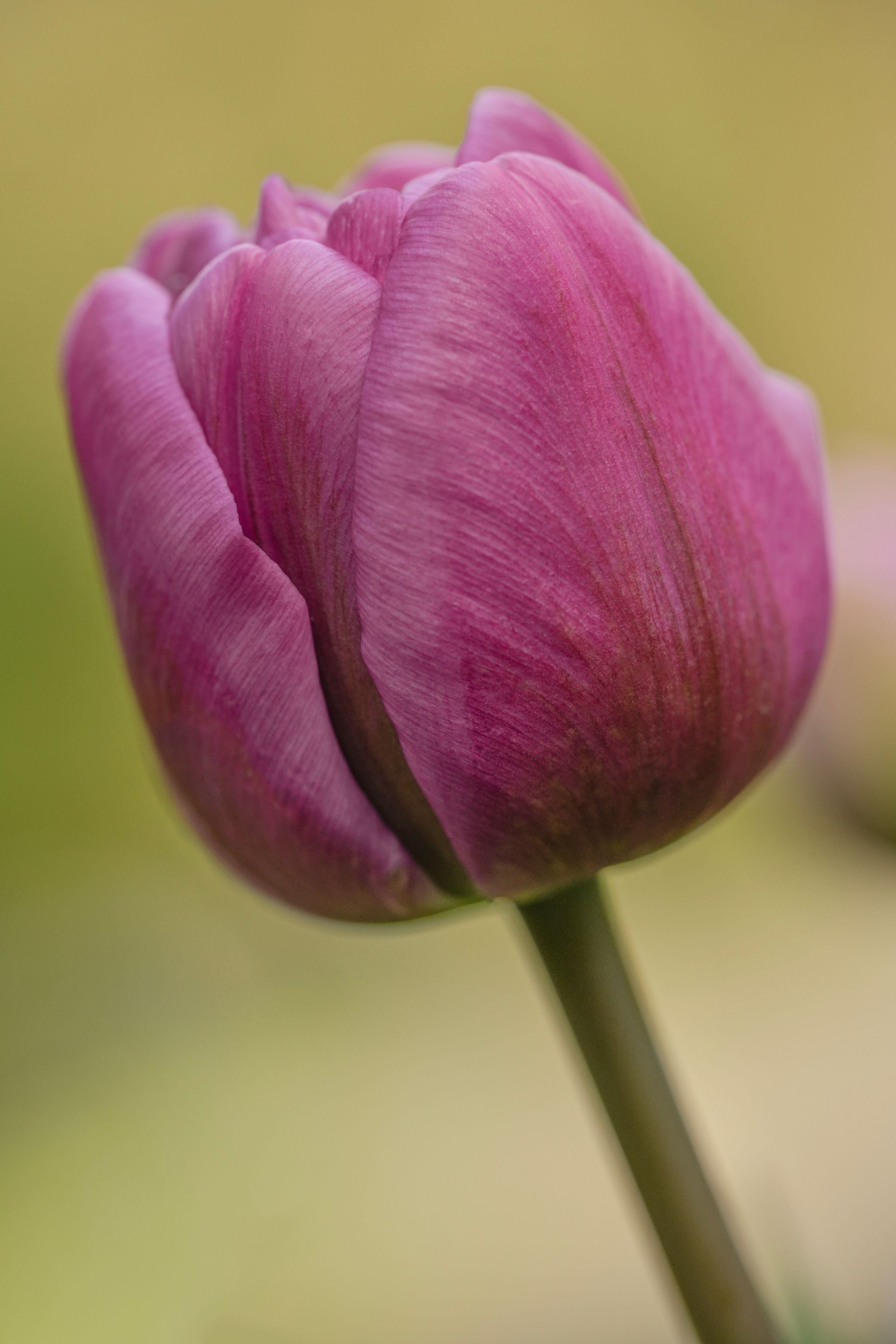 Pink Tulip Flower · Free Stock Photo