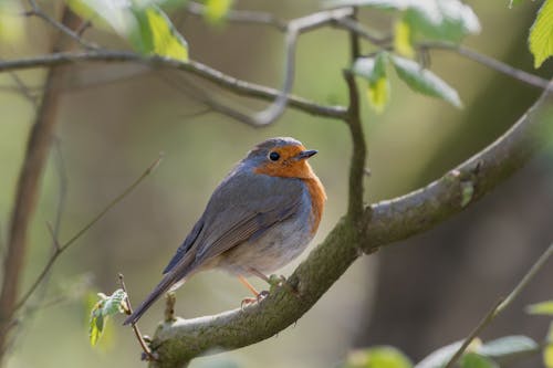 Robin Bird in Nature