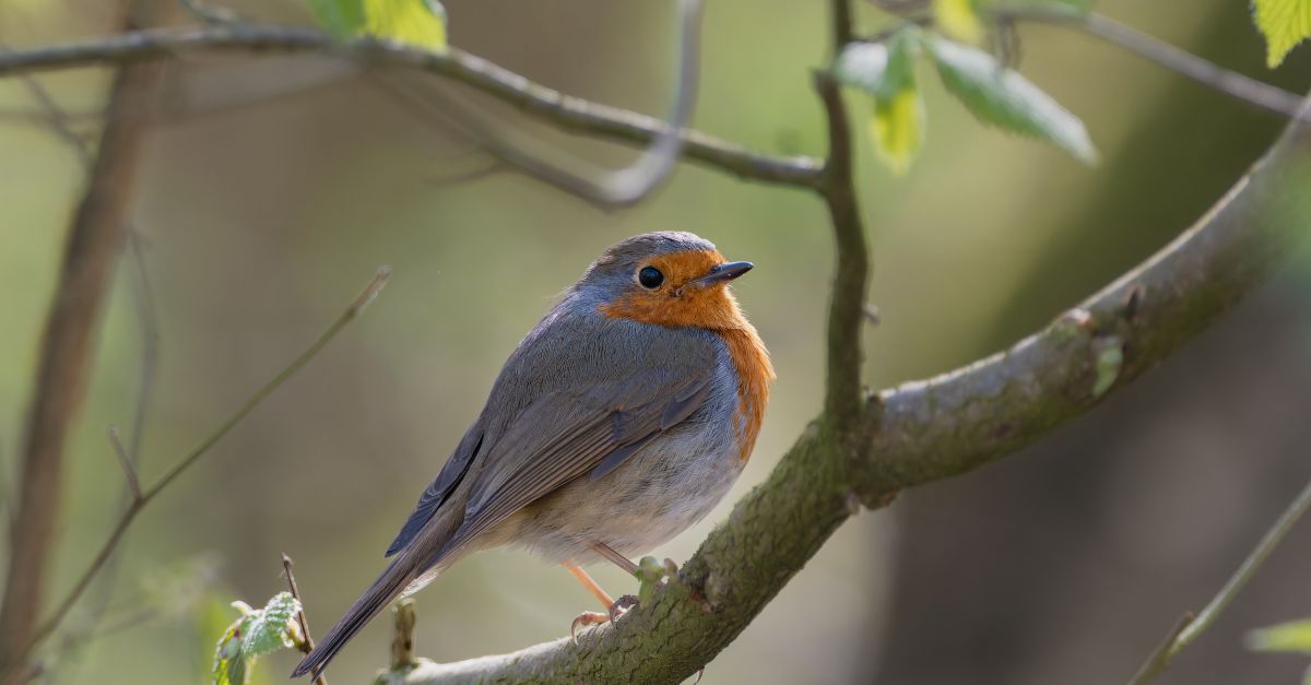 Robin In Nature Robin Bird in Nature · Free Stock Photo