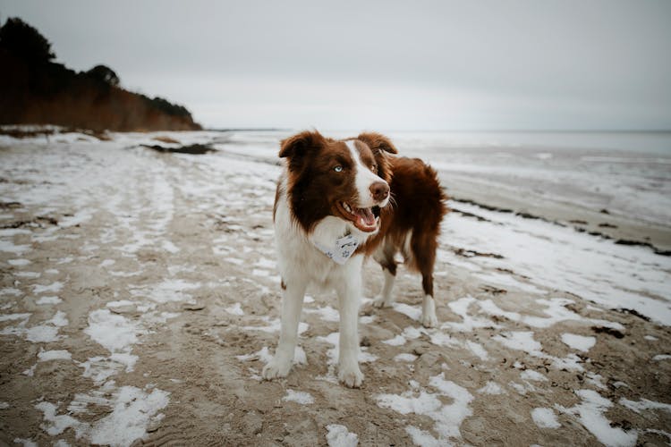 Dog On Sea Shore