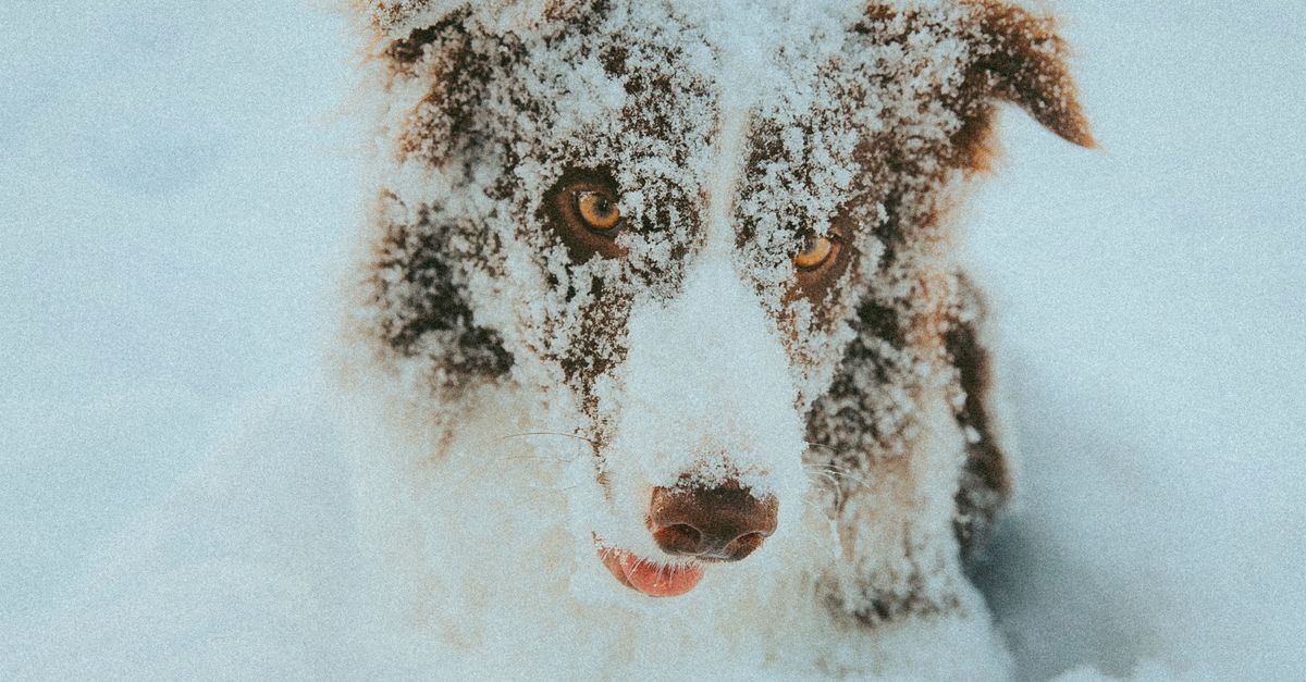 Dogs In Snow Cute Dog in Snow · Free Stock Photo
