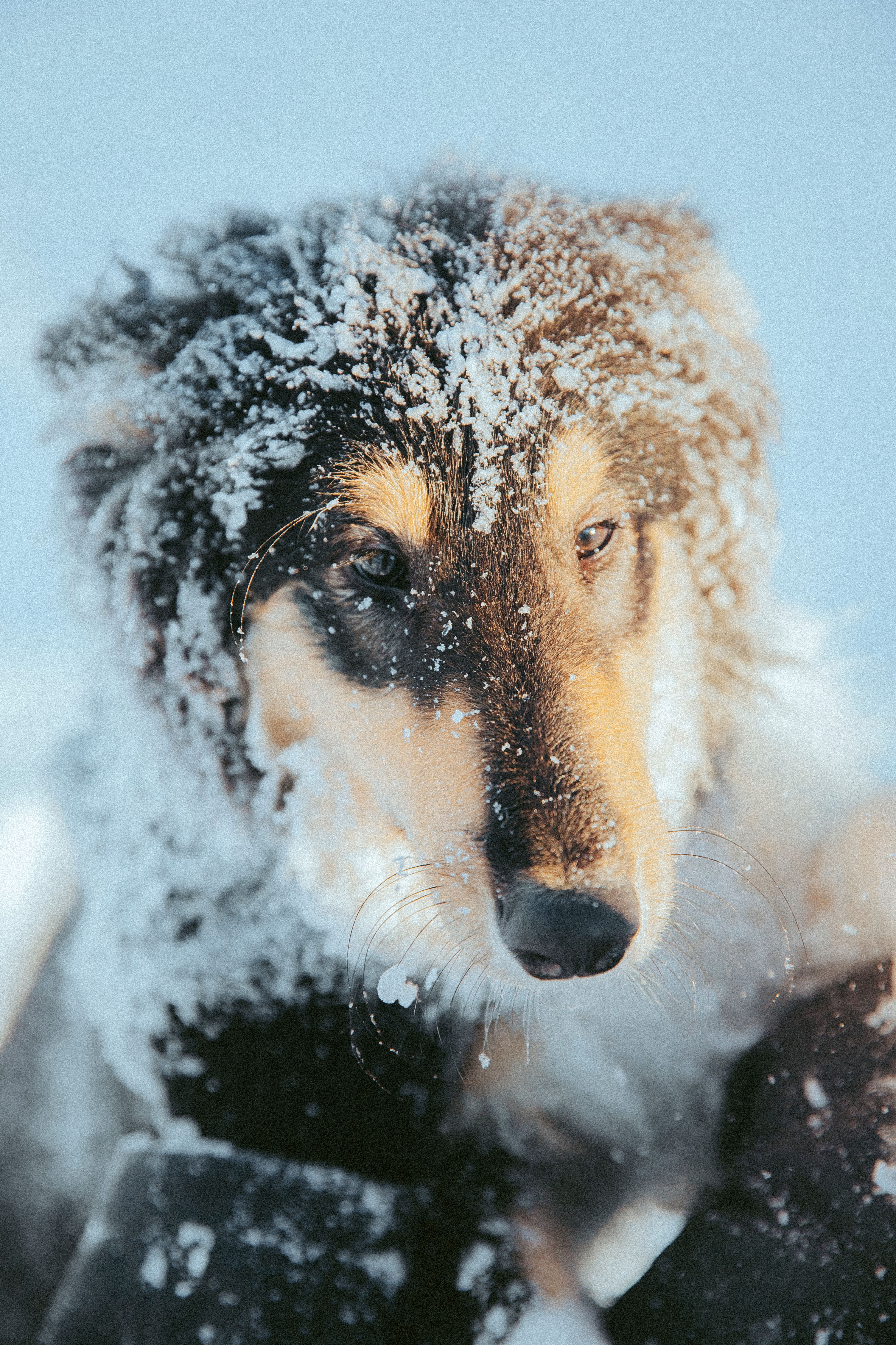Dog in Snow · Free Stock Photo