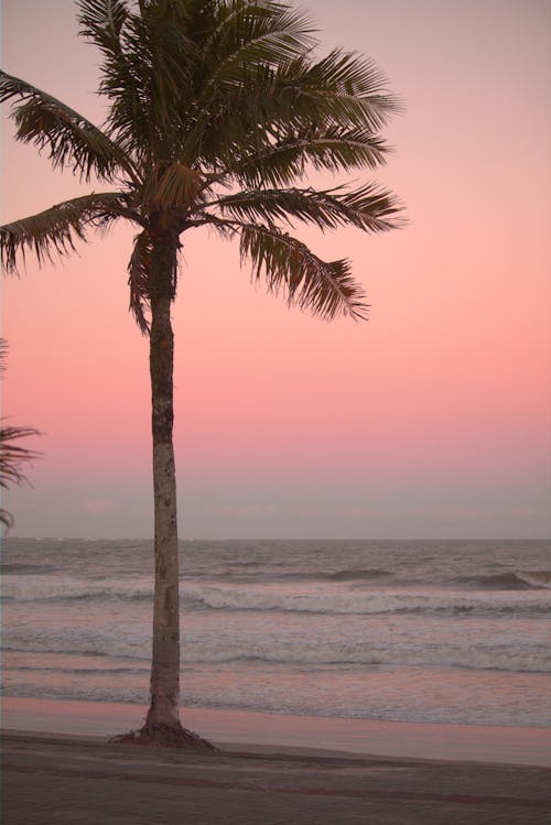 Darmowe zdjęcie z galerii z drzewo palmowe, morze, piasek