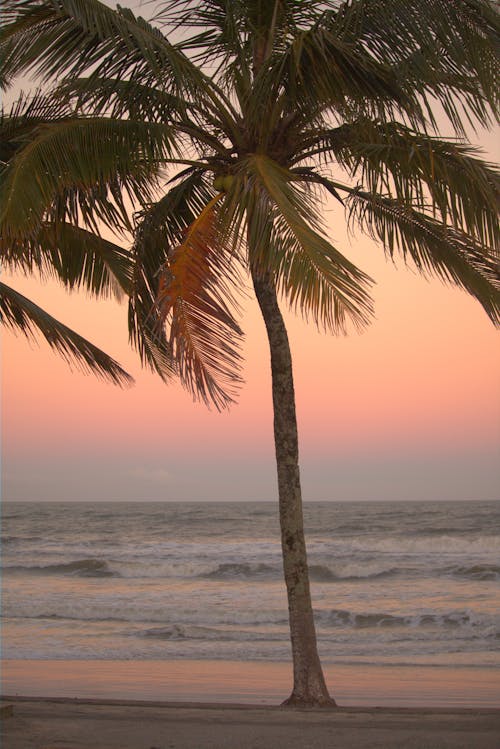Kostnadsfri bild av hav, kväll, palmträd