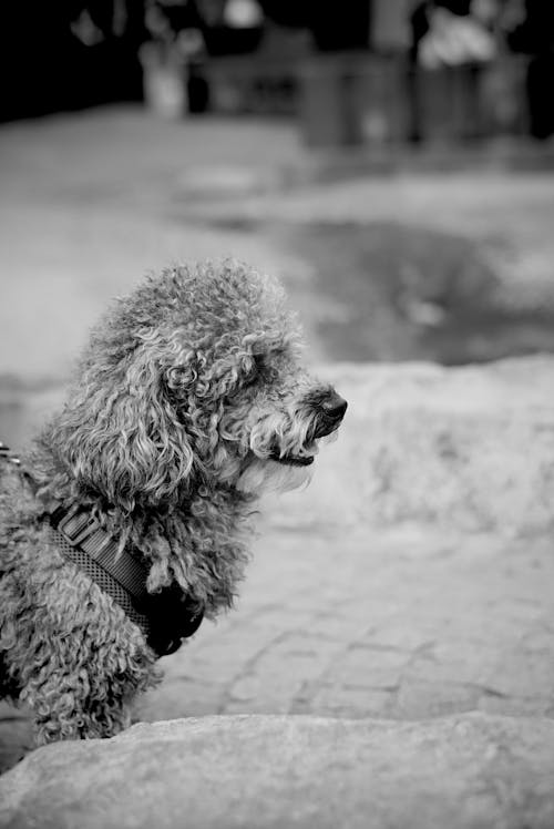 Poodle Head in Black and White