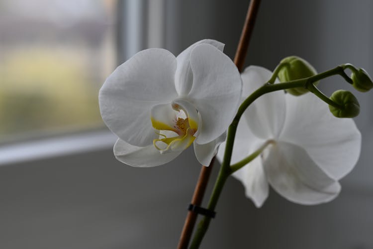 White Orchid Flower By The Window 