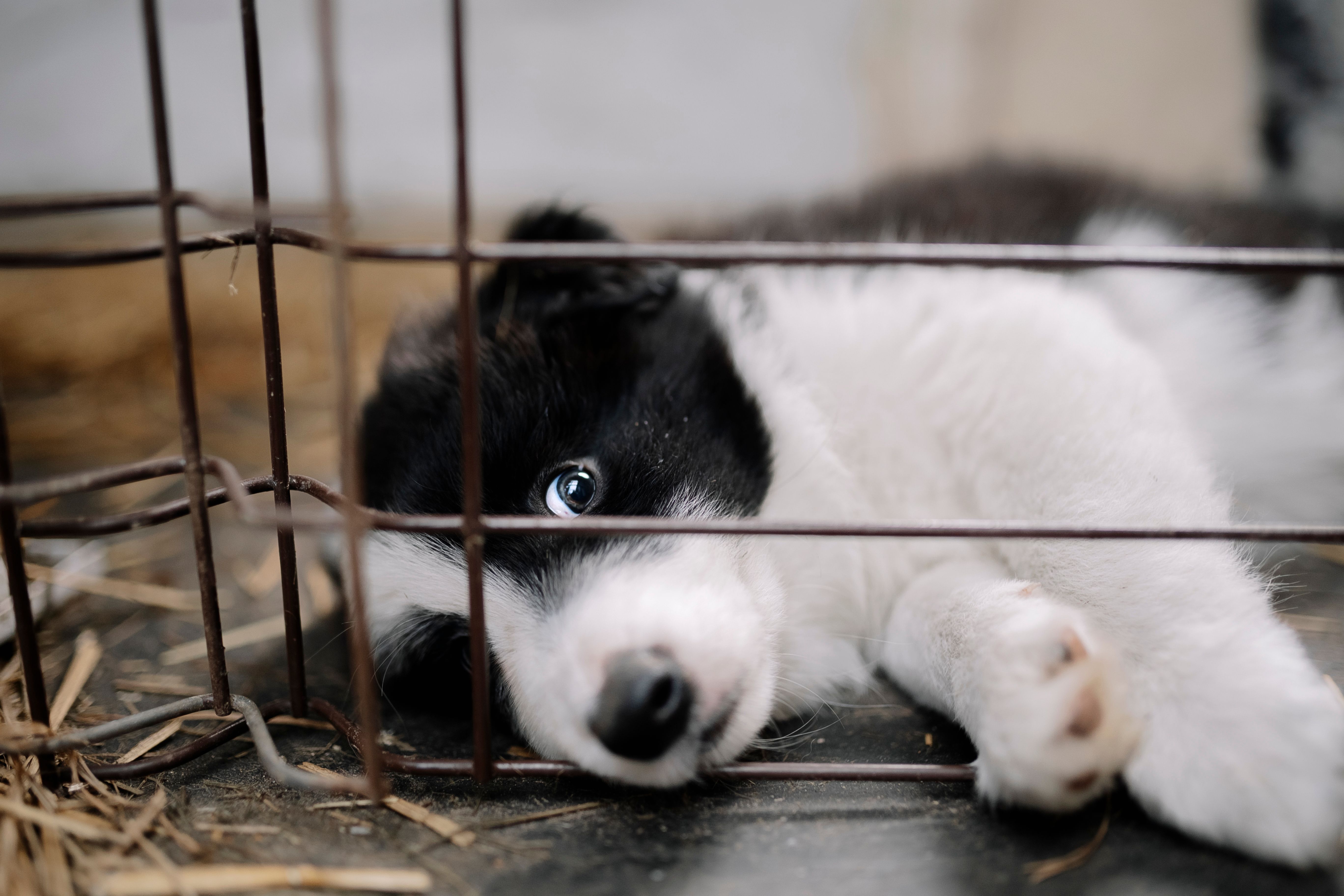 Is pet insurance worth the money? Here's what to know before insuring your furry friend - CBS News — Photo by Elina Volkova o