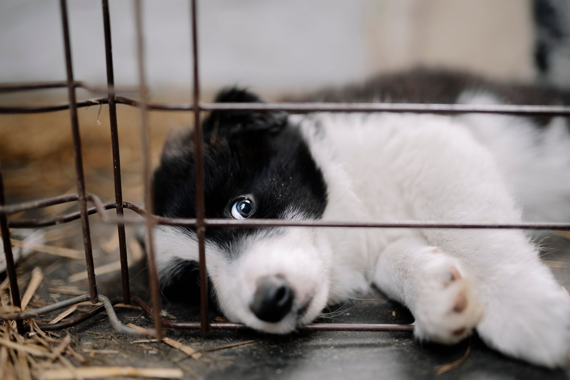 Puppy Lying Down in Cage