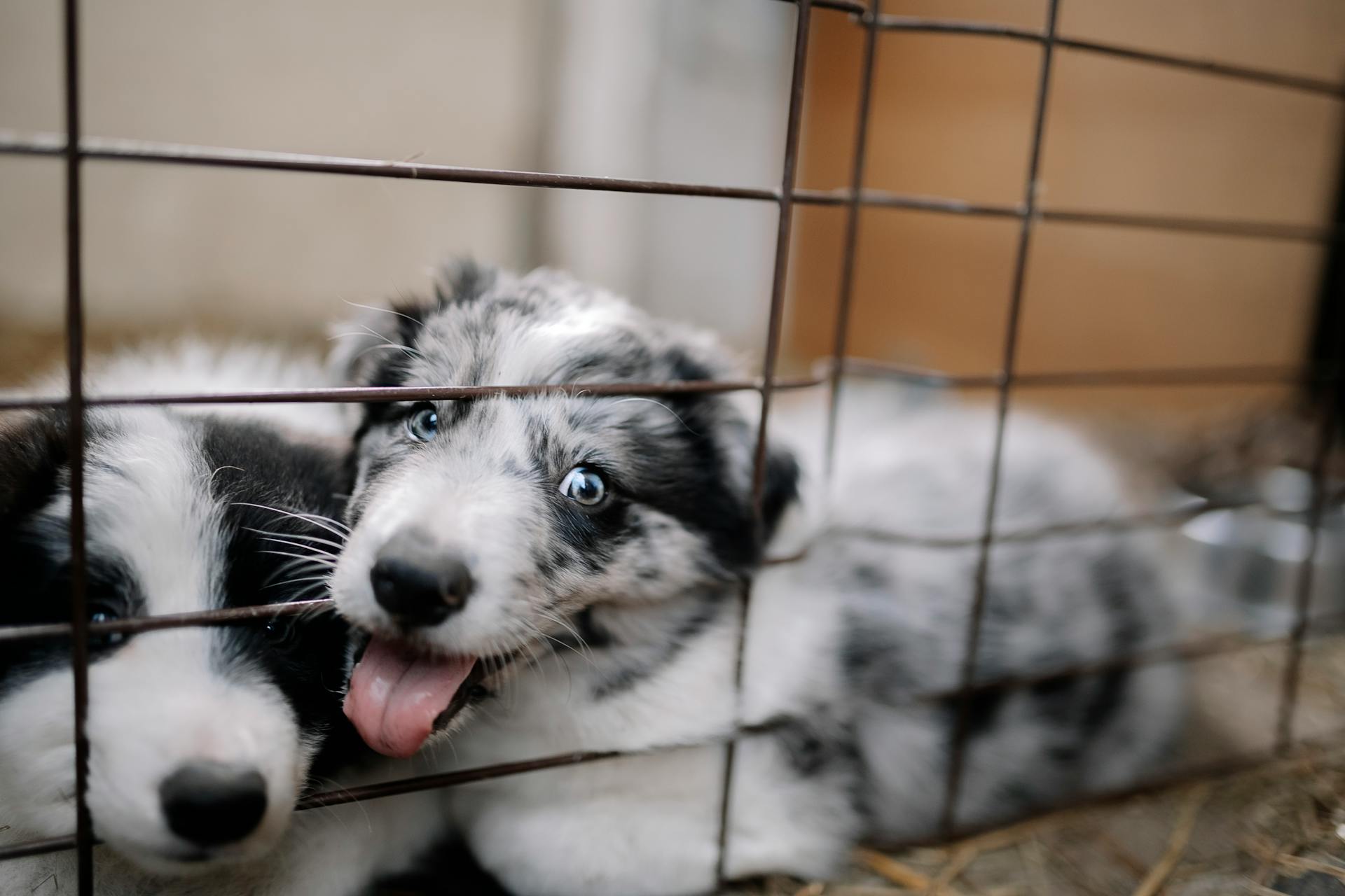 Close up of Puppies in Cage