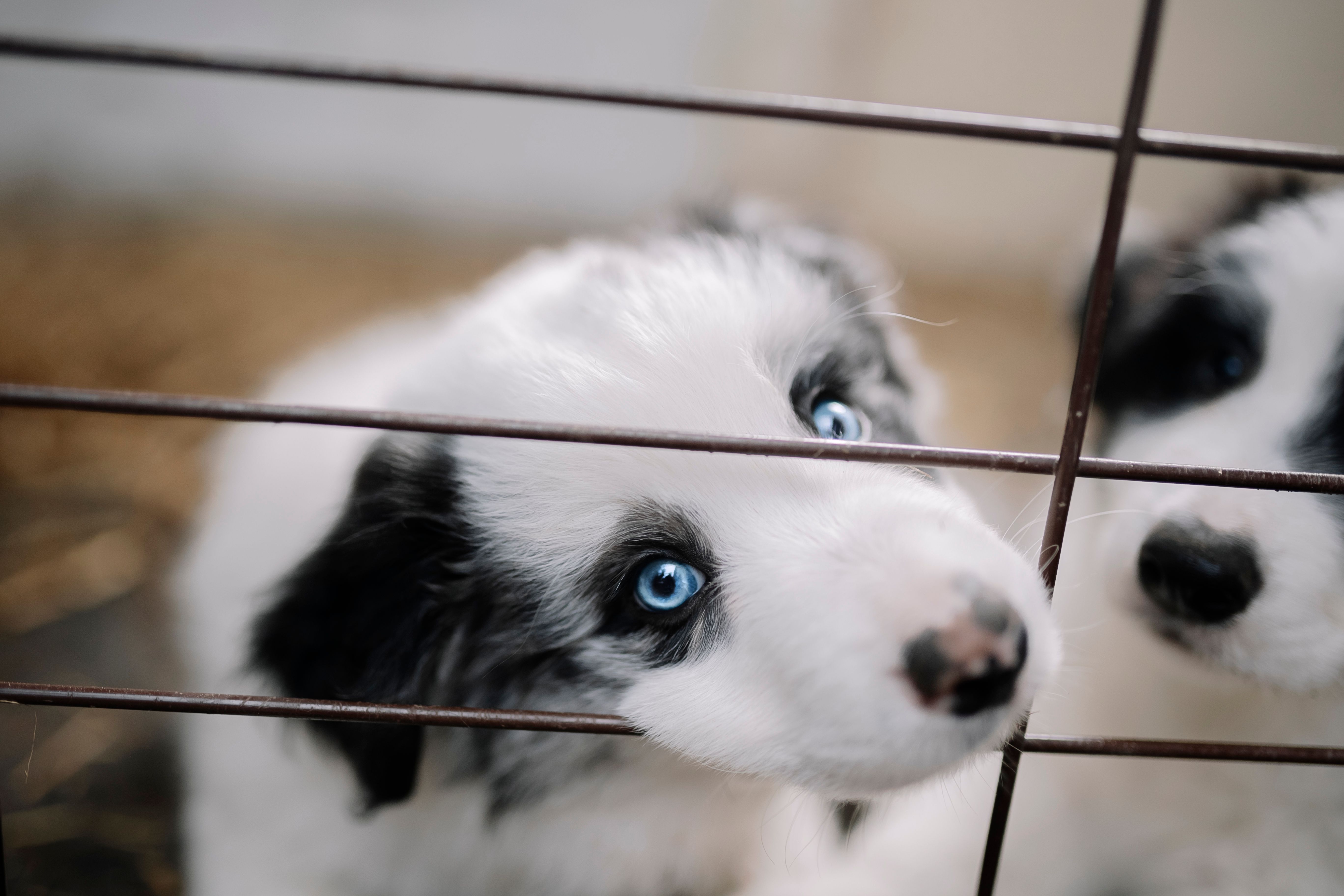 Pet Shops Near Me In Albuquerque: Responsible Buying Guide