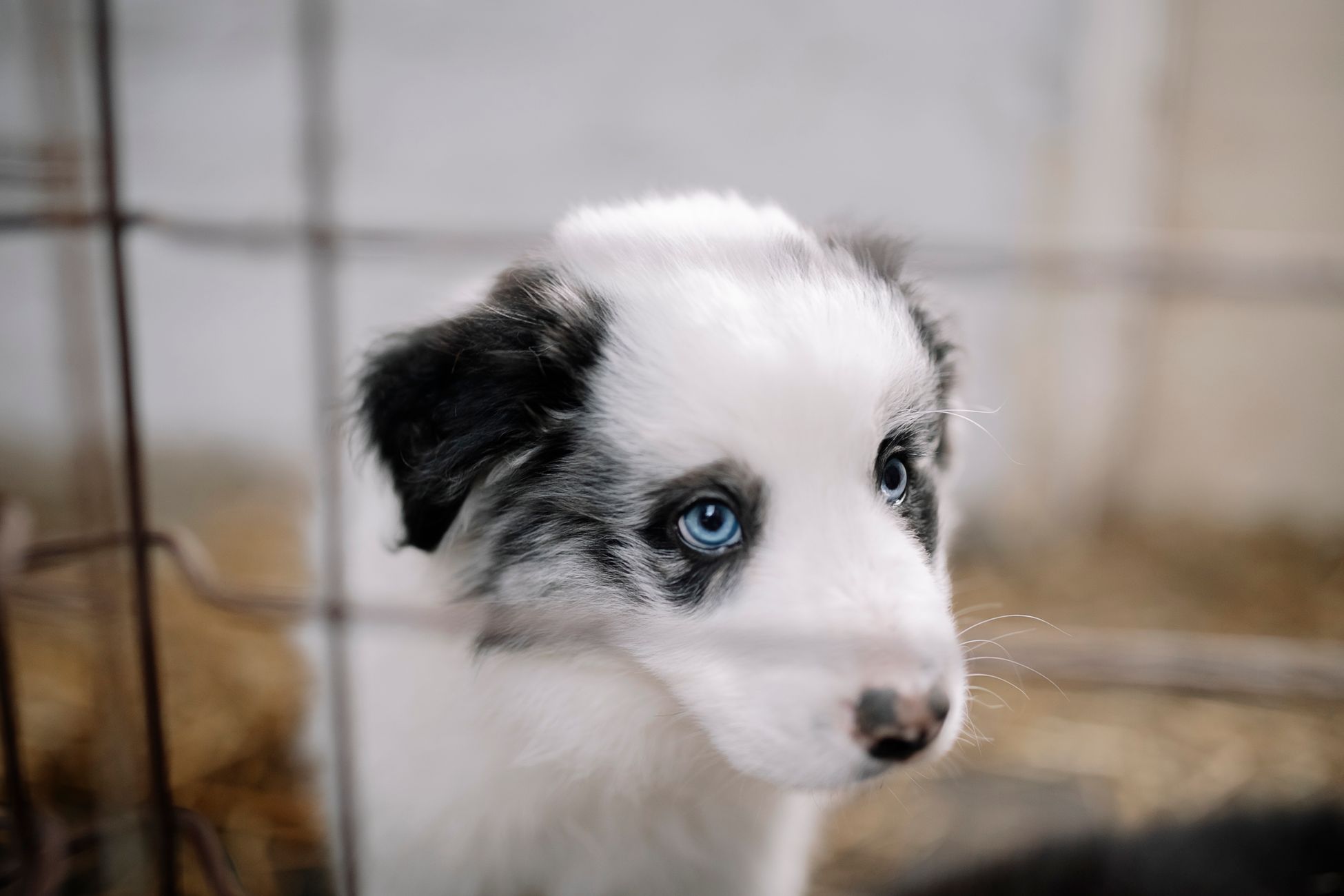 Meer dan honderd dode honden gevonden op terrein dierenasiel VS