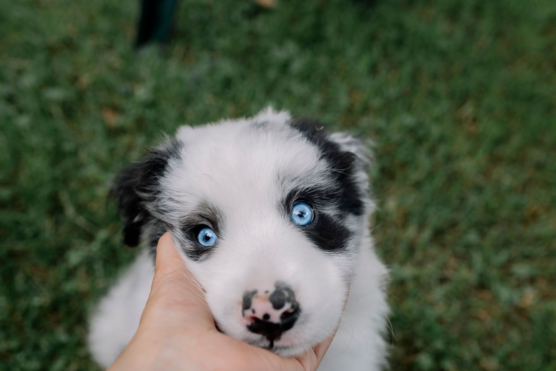 Puppy Blues: 17 Tips for Dealing with the Puppy Blues