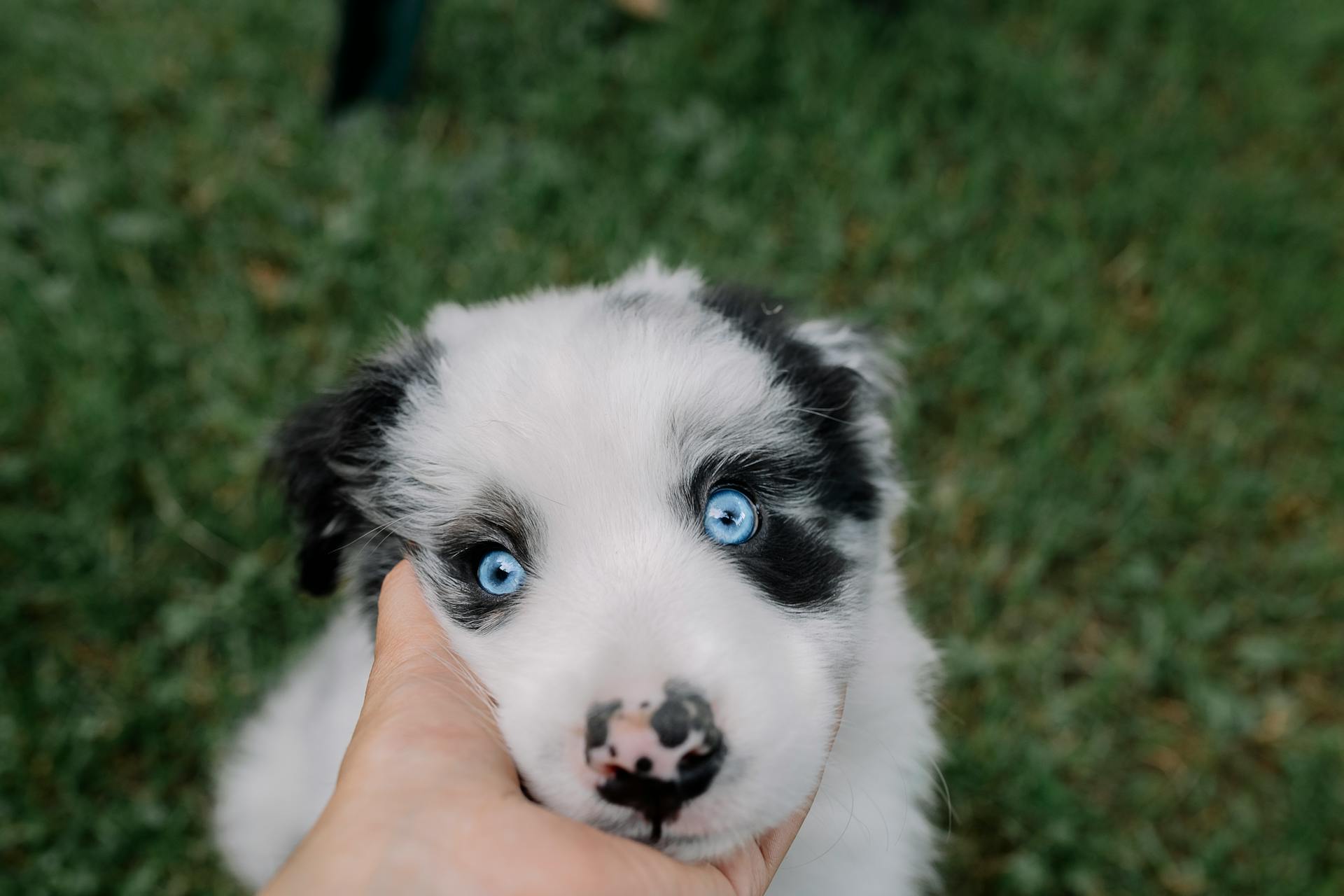 Persoon met de hand aan het aaien van een schattig hondje buiten