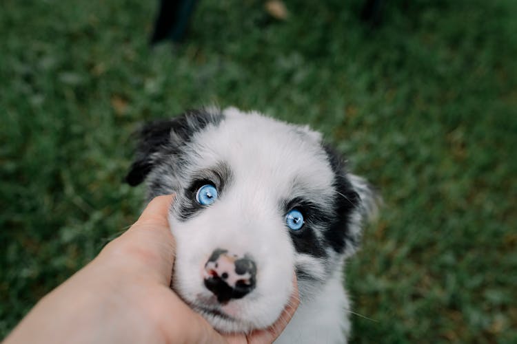 Hand Holding Puppy Head