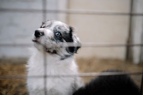 Free Close-up of a blue-eyed puppy peering through bars, capturing a heartwarming moment. Stock Photo