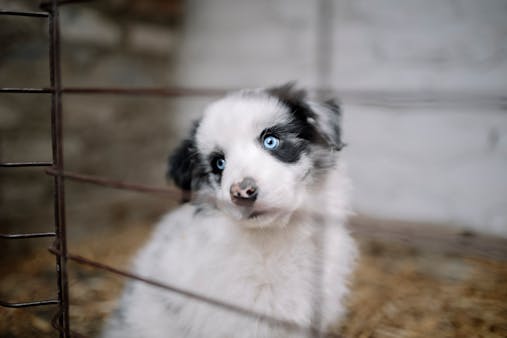 Cute blue-eyed puppy inside a cage with a curious expression.