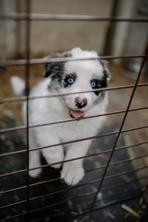 Free A cute blue-eyed puppy eagerly peering through a cage waiting for adoption. Stock Photo
