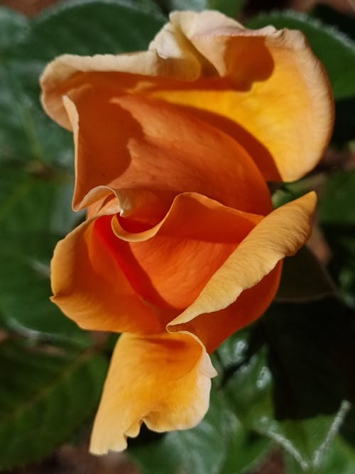 天性, 玫瑰, 粉红色的玫瑰 的 免费素材图片