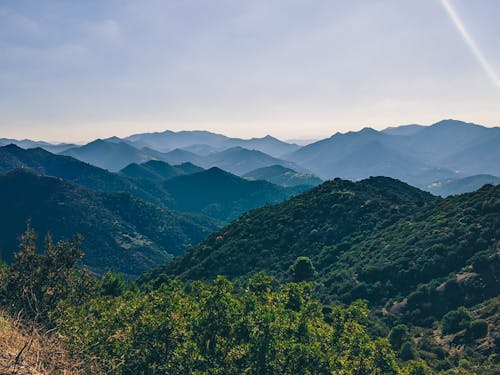 Shrubs in a Mountain Valley 