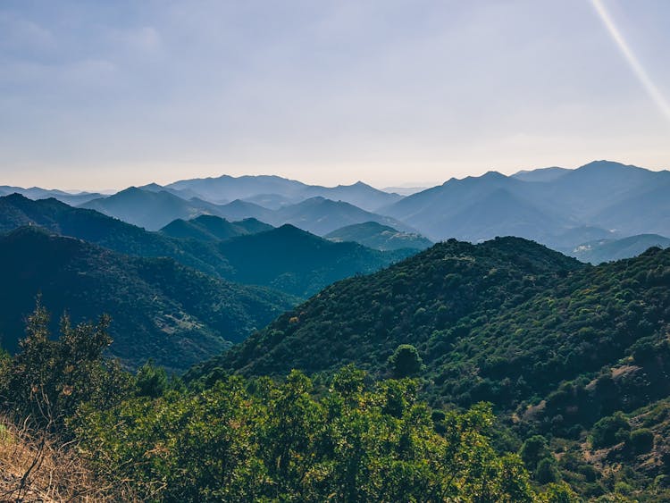 Shrubs In A Mountain Valley 