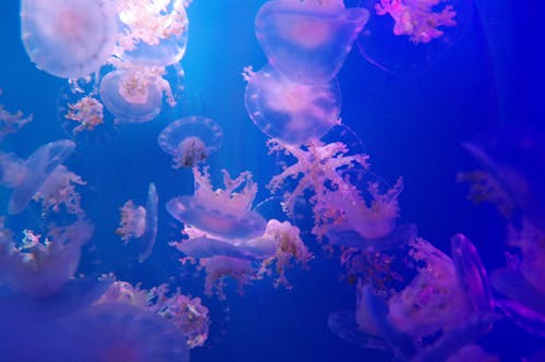 Foto d'estoc gratuïta de animals, la vida marina, medusa