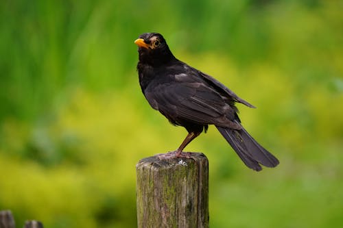 무료 검은 새는 낮 동안 갈색 나무 받침대 근접 촬영 사진에 자리 잡고 스톡 사진