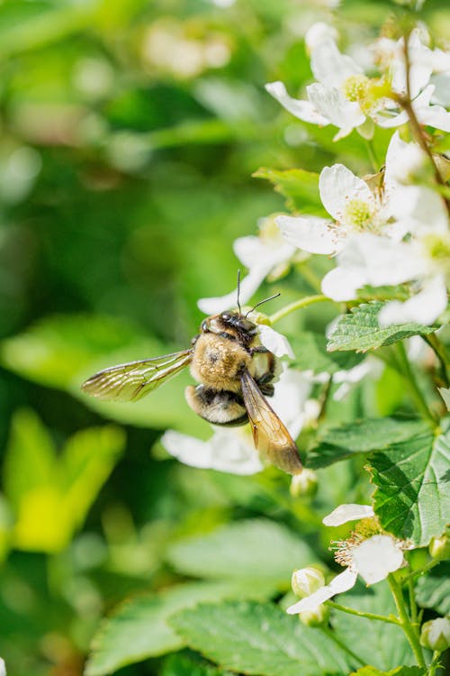 Bee Collecting Nectar and Pollinating a Flower