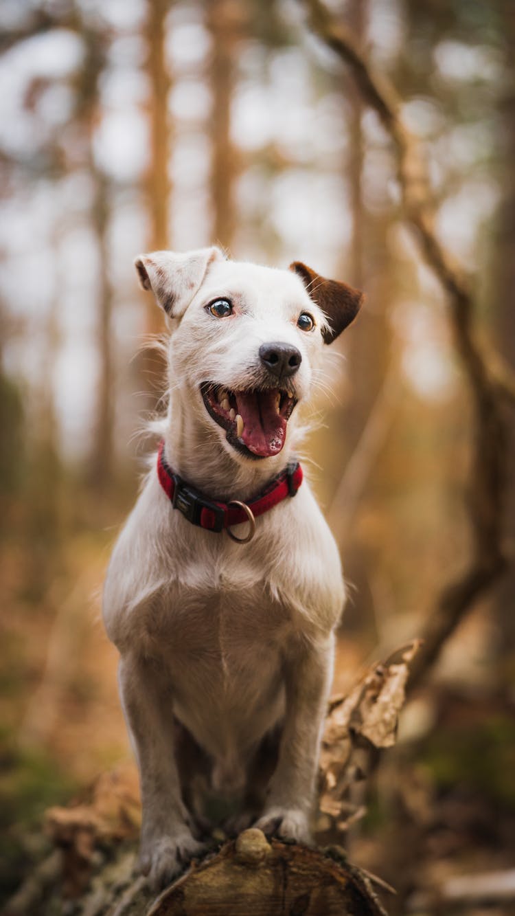 Portrait Of Dog