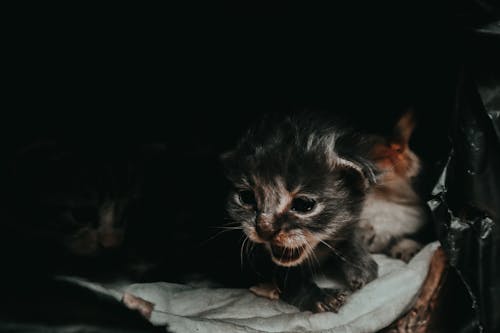 Portrait of a Cute Kitten