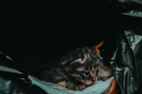 Free Kitten Lying Down Stock Photo