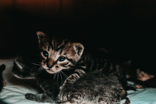 Foto stok gratis anak kucing, background hitam, fotografi binatang