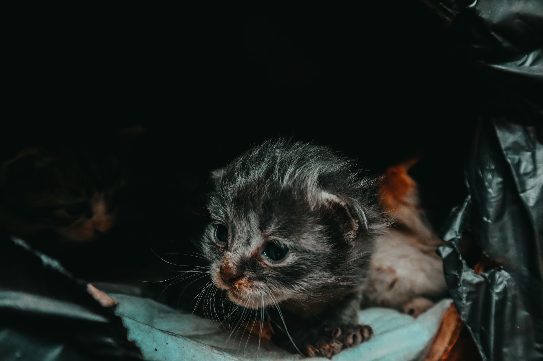 Pui de pisică sălbatică salvați în Neamț și Mureș