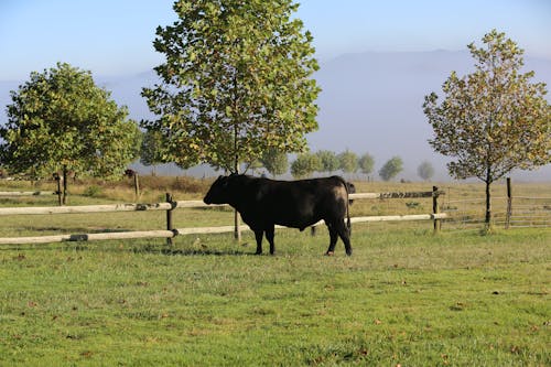 Бесплатное стоковое фото с бык, деревья, домашний скот
