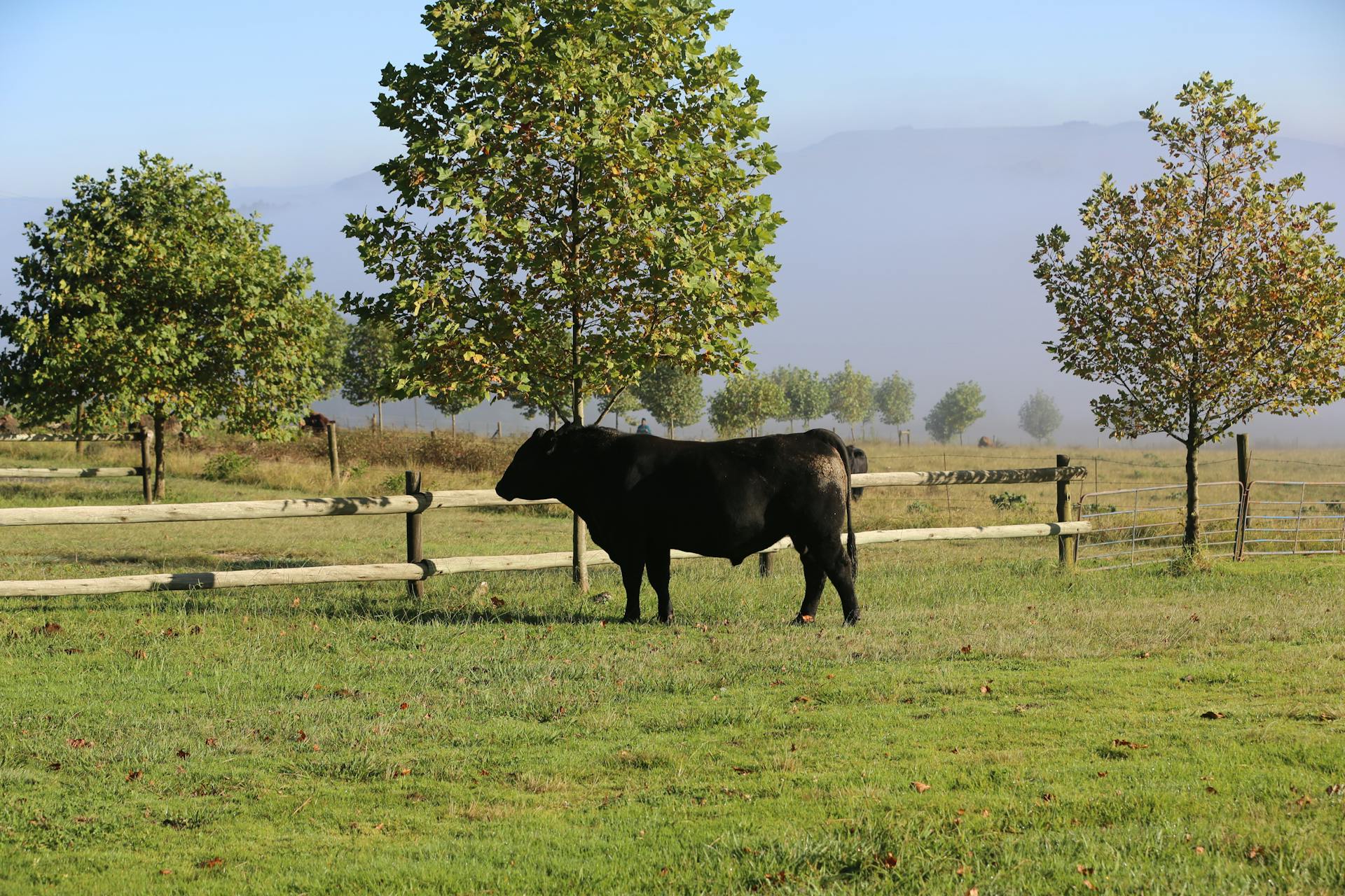 Black Bull in the Pasture