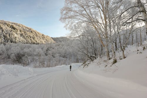 Winter landscape with snowy road and trees