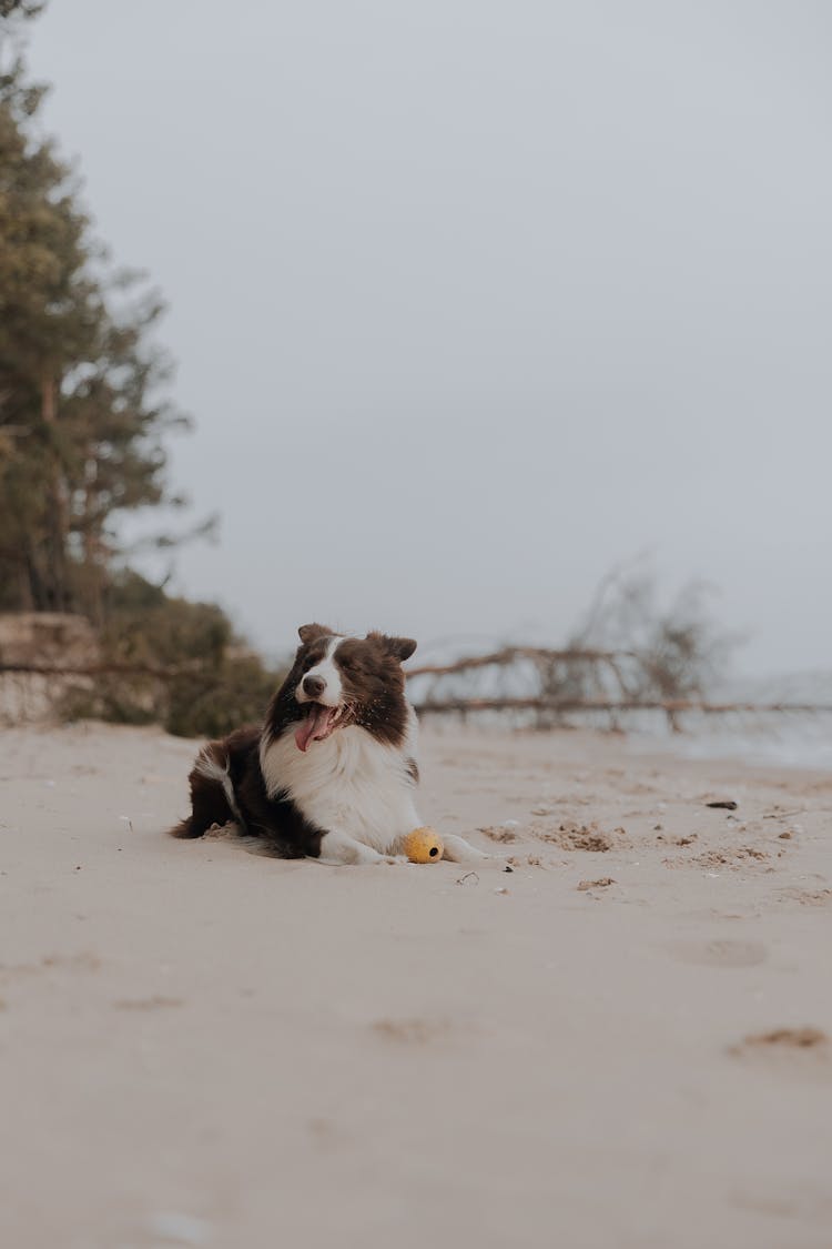 Dog On Beach