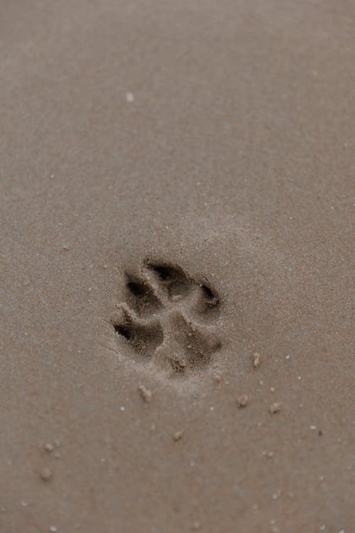 Dog Footprint on Sand