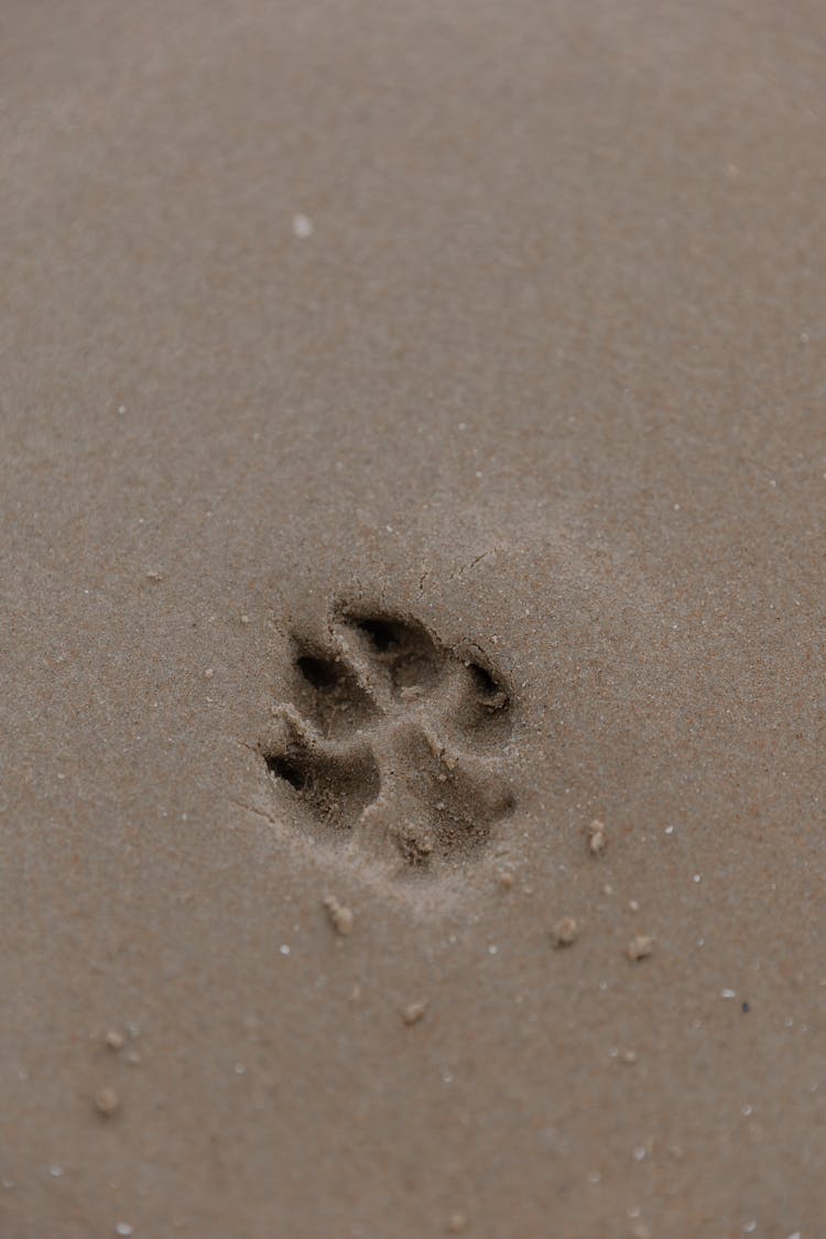 Dog Footprint On Sand