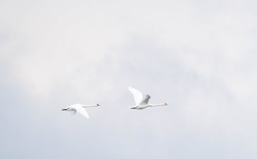 Pair of Swans in Flight