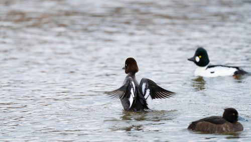 Free A close-up of Barrow's goldeneye ducks swimming peacefully on calm water. Stock Photo