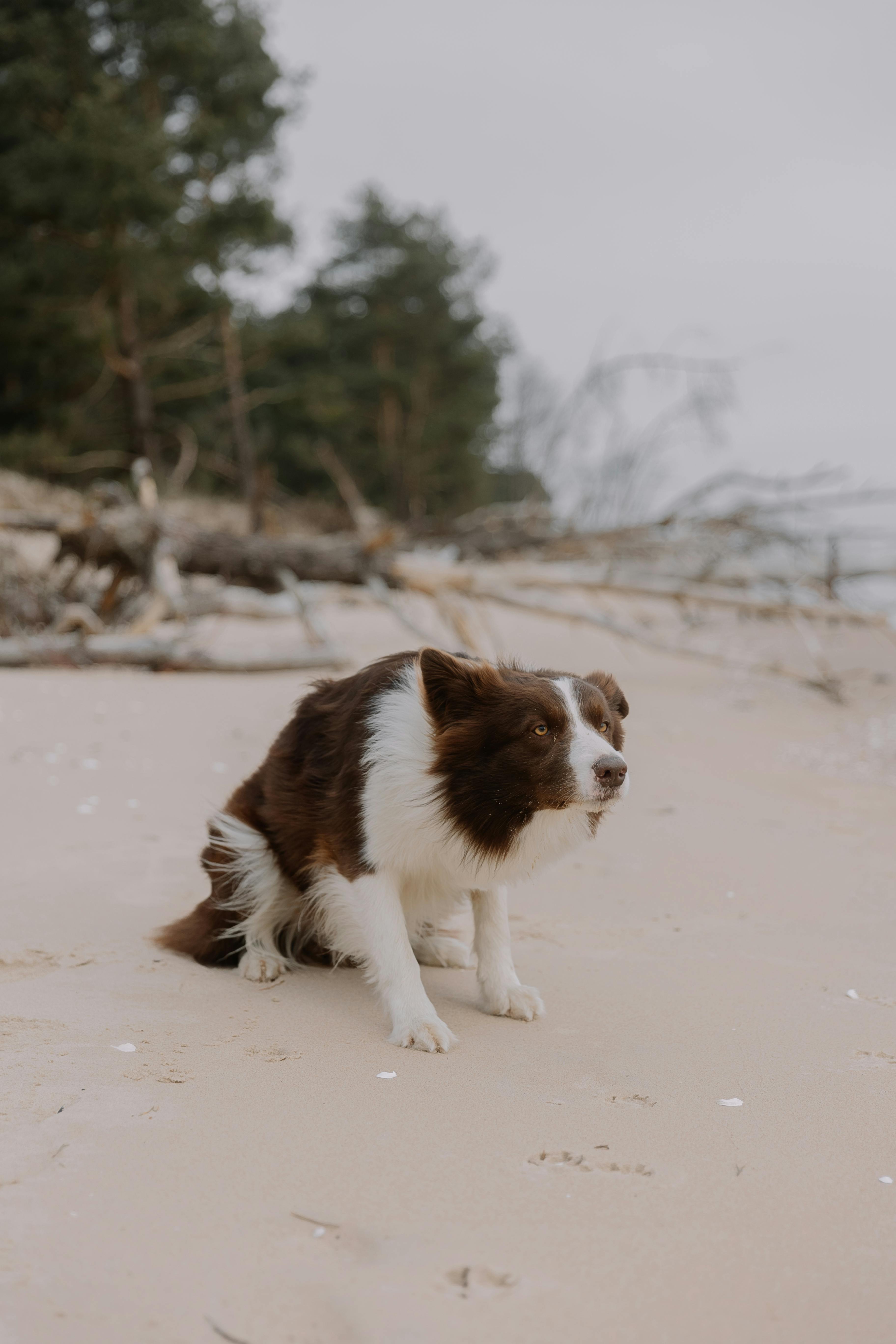 Blue Merle Border Collie White Face Blue Merle Border White Head Border  Collie 4+ Thousand, image size:3648x5472