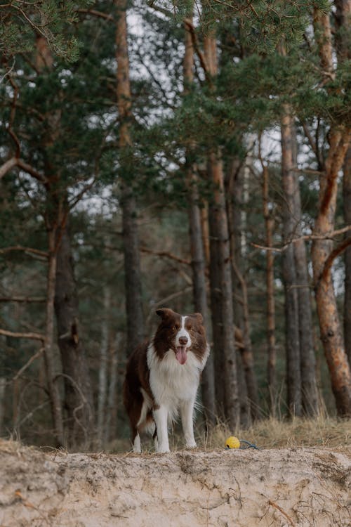 개, 나무, 동물의 무료 스톡 사진