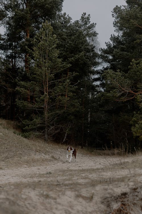 개, 나무, 달리는의 무료 스톡 사진