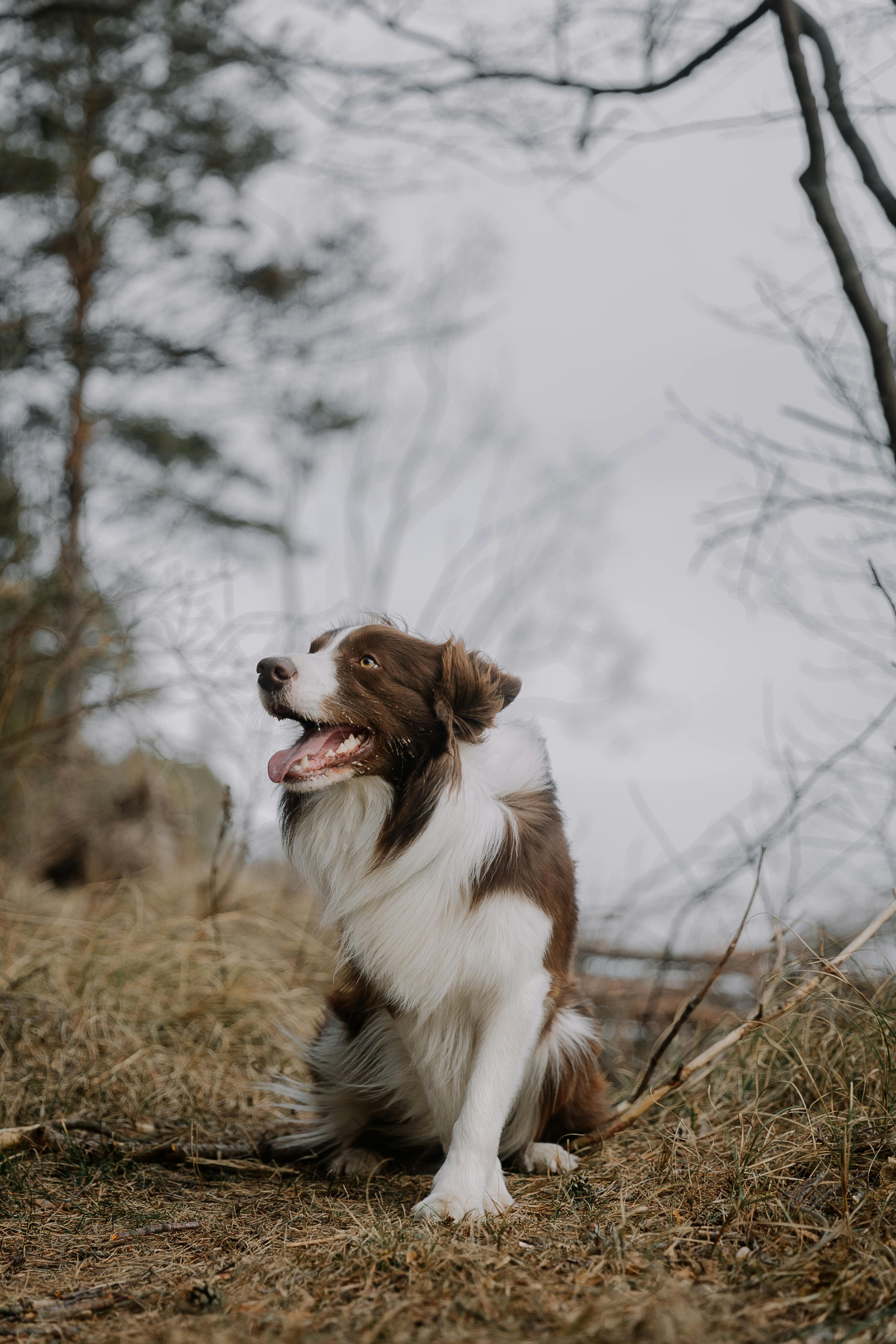 A friendly Border Collie sits attentively outdoors in a serene forest environment.